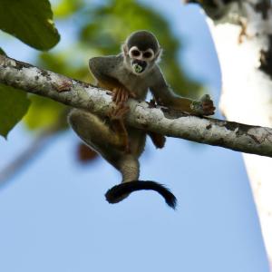 Squirrel Monkey eating in a tree