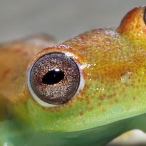 Frog in the Pacaya Samira Reserve in the Peruvian Amazon