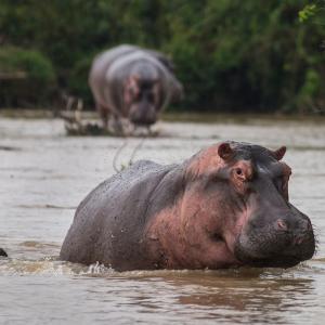 Hippos