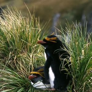 Macaroni Penguin