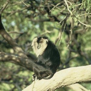 Lion-tailed Macaque