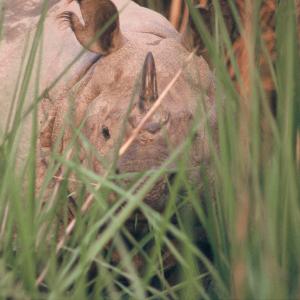 Asian rhino hiding in grass