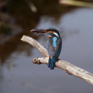 Common Kingfisher