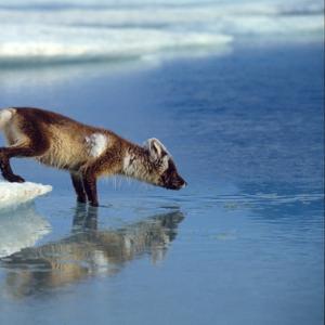 Arctic fox