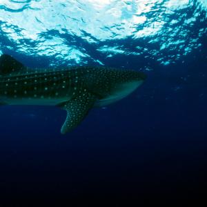 Whale shark 