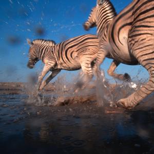 Burchell's zebra Stampeding