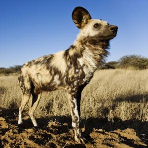 African wild dog 