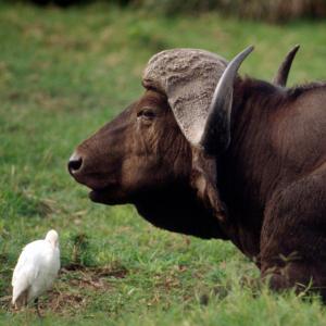 African buffalo 