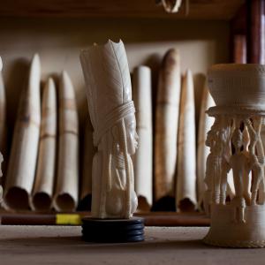 Confiscated ivory 