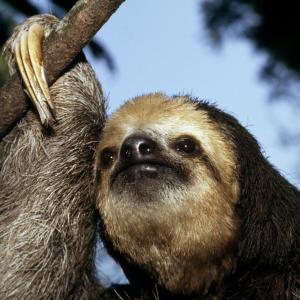 Bradypus tridactylus Pale-throated three-toed sloth