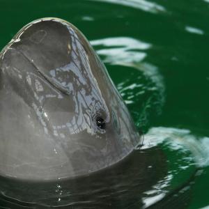 Finless Porpoise