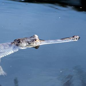 Gavialis gangeticus, Gharial, close-up