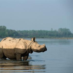 Indian rhino having a wash in a river	