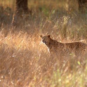 Leopard in grassland