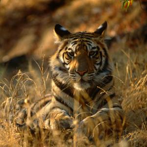 Bengal tiger resting