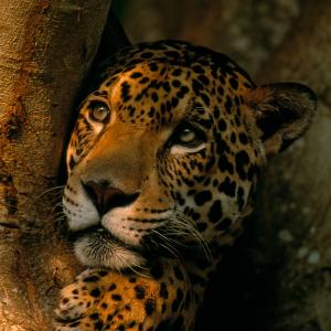 Jaguar relaxing in the shade in a tree