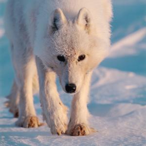 Arctic wolf