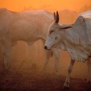Zebu Brahmin cattle in dusty sunset, Pantanal, Brazil