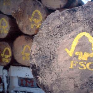 FSC logo painted on sustainable harvested logs
