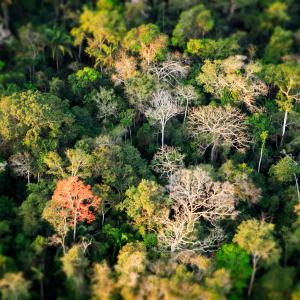 Aerial shot of Amazon rainforest in Acre, Brazil
