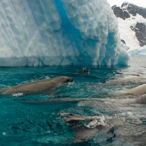 Crabeater seals