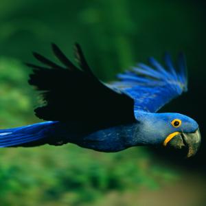 Hyacinth macaw 
