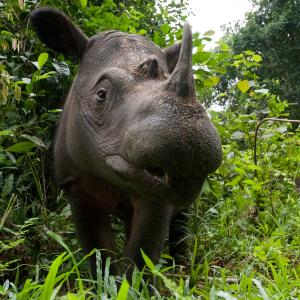 Close up of sumatran rhino in forest foliage