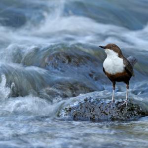 Dipper on a river