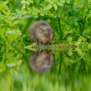 Water vole