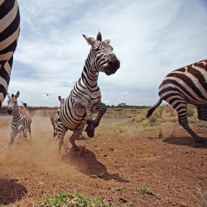 Zebra running and jumping 