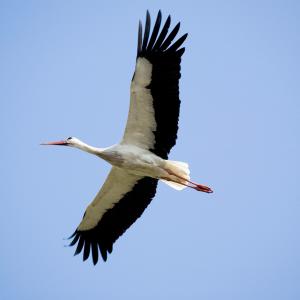 Oriental white stork