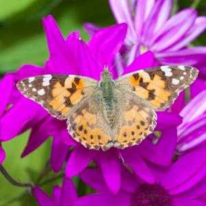 Painted butterfly