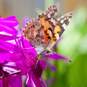 A Painted Lady butterfly feeding on garden flowers, UK.