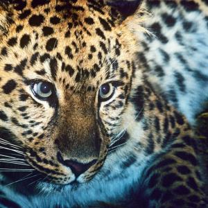 Amur leopard (Panthera pardus orientalis)