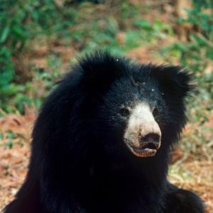 Sloth bear