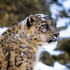 Snow leopard (Panthera uncia)