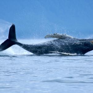 A humpback whale breaching