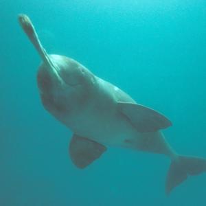 Plataniste or Ganges river dolphin (Platanista gangÃ©tica), Karnaphuli river, Bangladesh