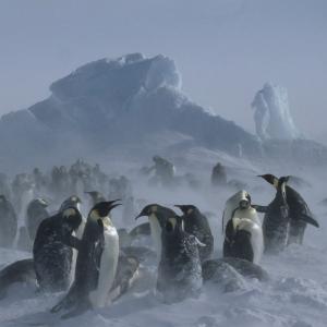 Aptenodytes forsteri Emperor penguin Adults & chicks in snow storm Dawson-Lambton Glacier, Antarctica