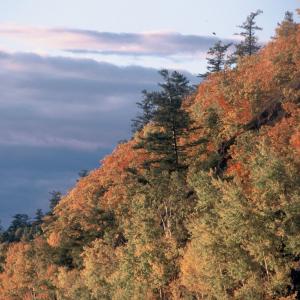 Mandchurian temperate broadleaf (or deciduous forest) in the Sikhote Alin mountains along the Khor River.