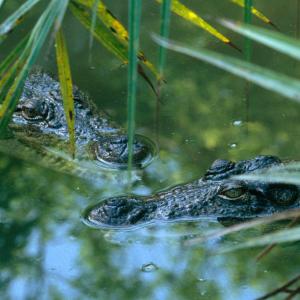 Mugger or Marsh Crocodile, Crocodylus palustris