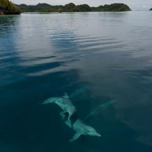 Bottlenose dolphins, waters of Raja ampat