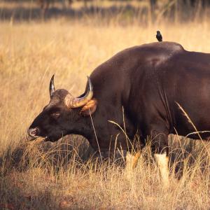 Bos frontalis gaurus Indian gaur