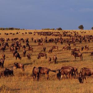 Amur (Heilong) River Basin | WWF Amur (Heilong) River Basin | WWF