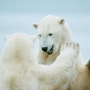 Polar Bears (Ursus maritimus) play-fighting, Churchill, Canada, Arctic