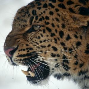 Amur leopard