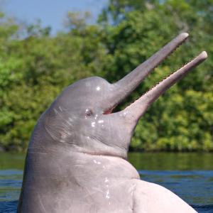 Amazon river dolphin, pink river dolphin or boto (Inia geoffrensis) Rio Negro, Brazil (Amazon) - wild animal breaching