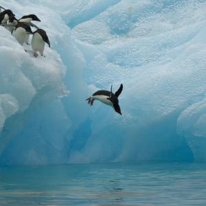 Adelie penguins (Pygoscelis adeliae) diving off iceberg, Antarctica, January
