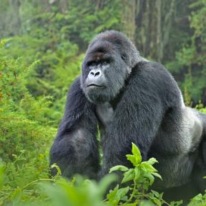 Head portrait of male silverback mountain gorilla (Gorilla gorilla beringei) looking curious, Volcanoes National Park, Rwanda, Africa