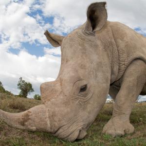 Southern White Rhino